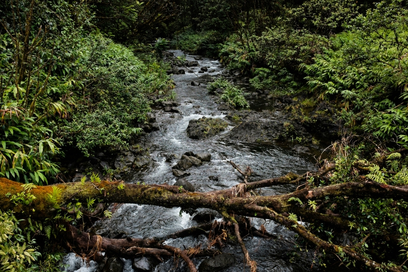 Un río que corre a través de un bosque.
