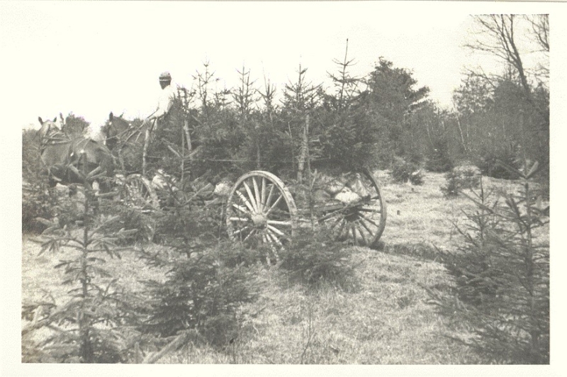Fotografía histórica en blanco y negro de la cosecha de árboles de Navidad con un carro.