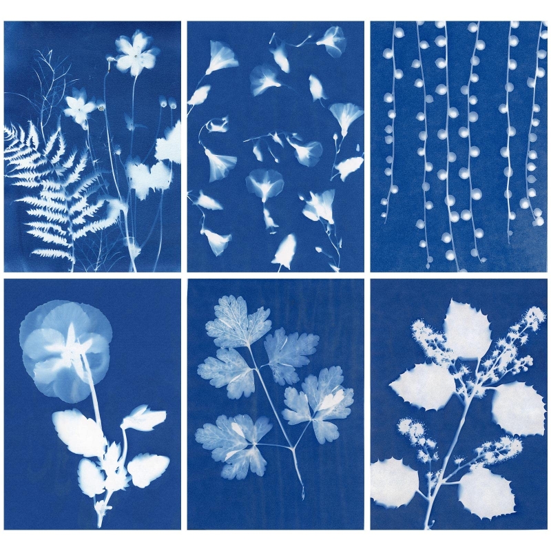 White photographic images of flowers and leaves on a blue background