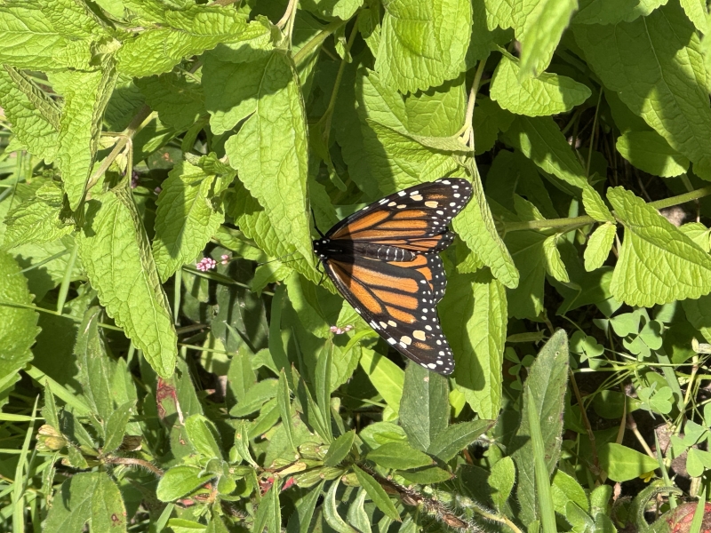 A Monarch Butterfly resting on green leaves