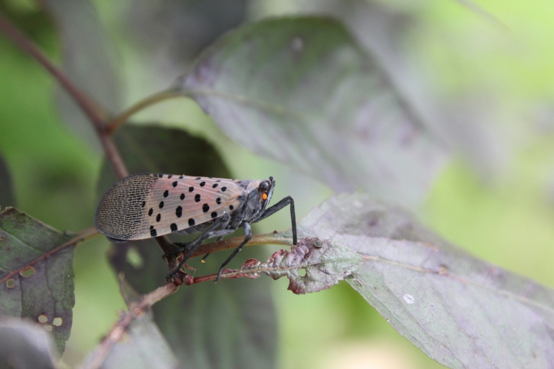A Spotted Lanternfly on a leaf