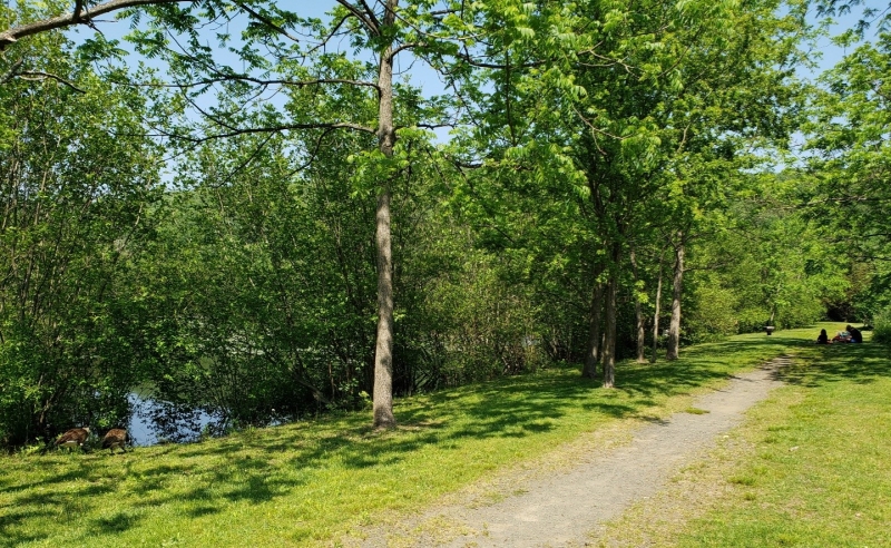 Image of a gravel path aligned by trees and grass