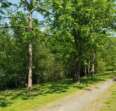 Photo of hiking trail with gravel path on righthand side