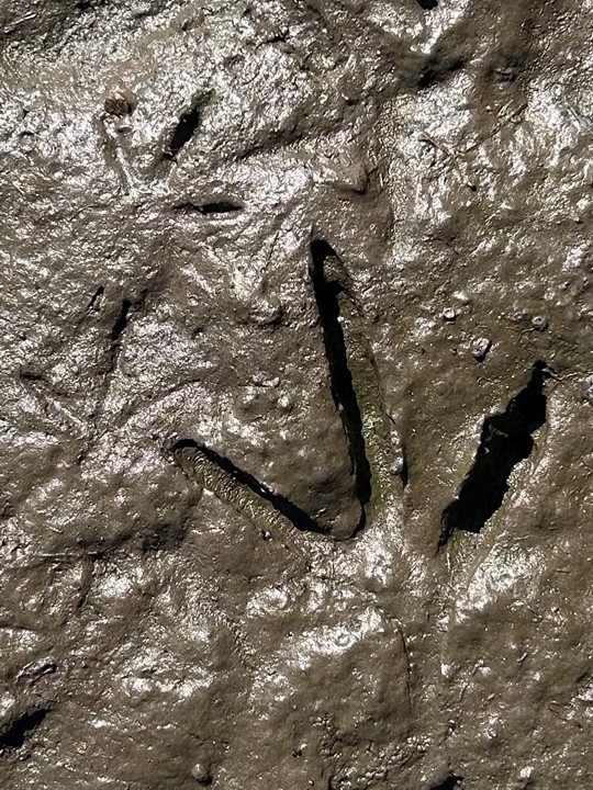 Imagen de huellas de animales en el barro