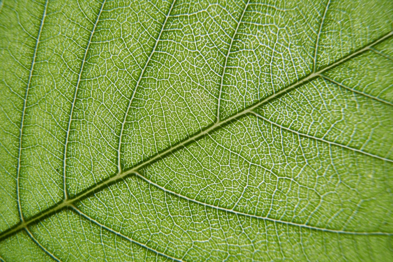 A close-up view of a green tree leaf