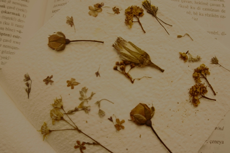 Varias plantas aplanadas presionándolas sobre una toalla de papel.