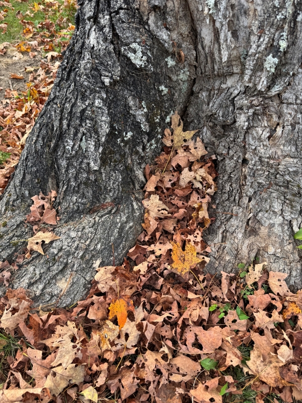 Hojas de arce secas en el suelo en la base de un árbol.