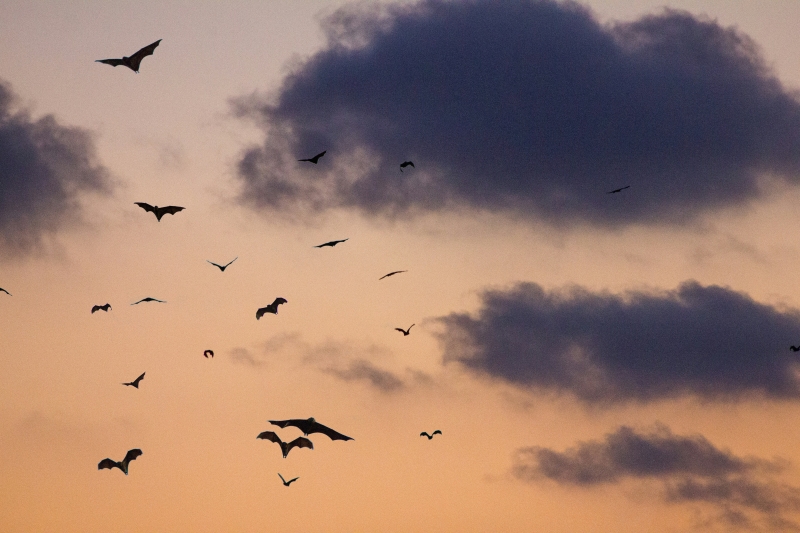 Silhouette of bats flying in the evening sky with clouds in the background
