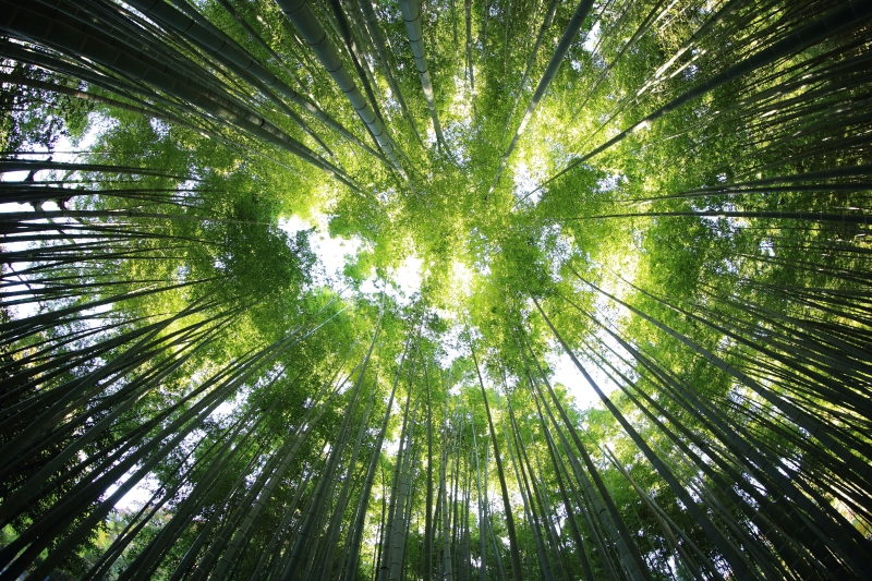 Trees seen from below.  