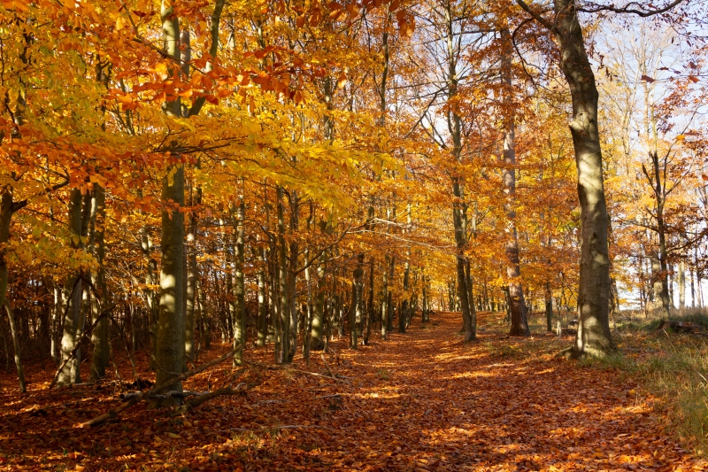 trail with yellow trees during fall