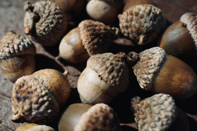 acorns