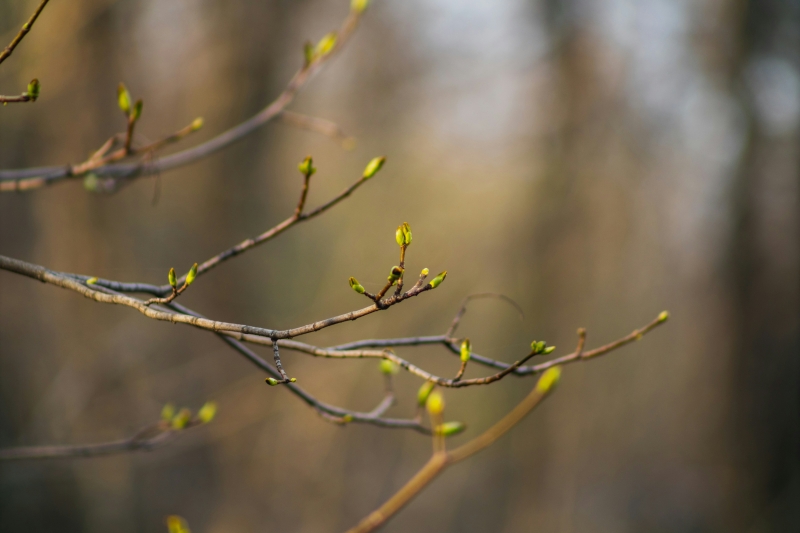 Brotes que brotan en la rama de un árbol
