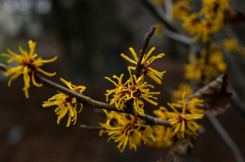 flores amarillas de hamamelis