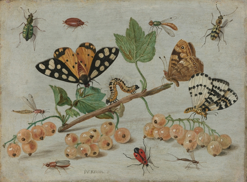 pintura de varios insectos