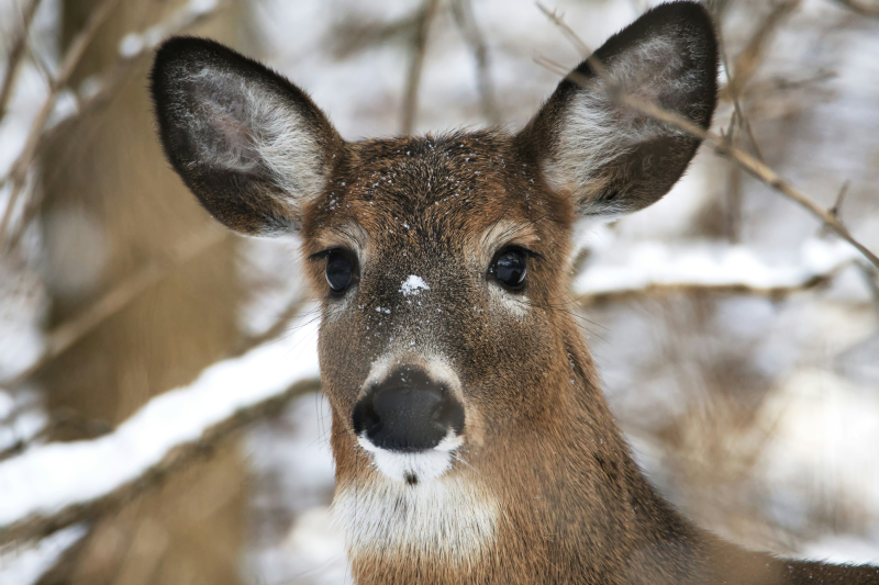 image of the head of a white-tailed deer in a snowy forest