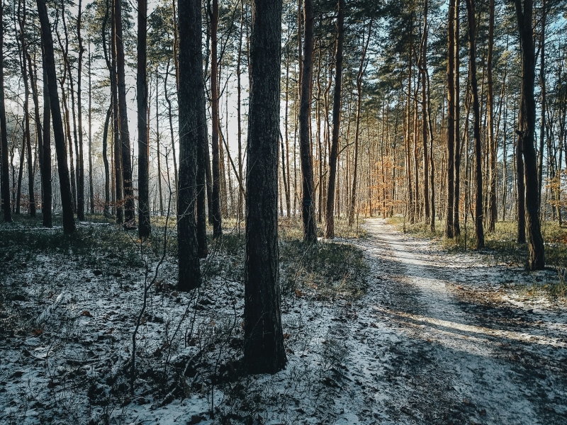 image of a snow-dusted forest