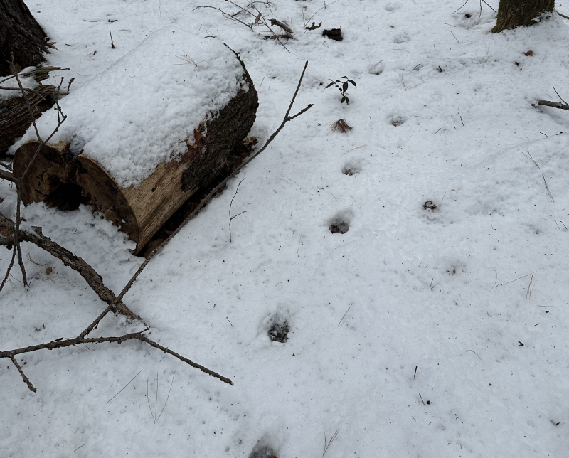 Un conjunto de huellas de animales que se pierden en la nieve.