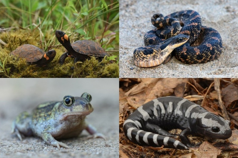 Composite image of images of turtles, a frog, a snake, and a salamander