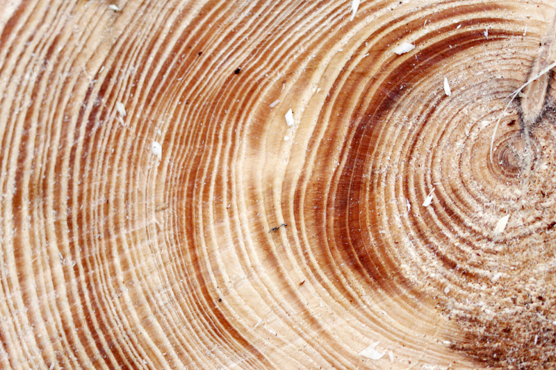 Cross-section of a tree with rings of differing widths and colors