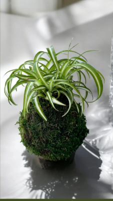 Image of spider plant in moss covered ball shaped container 