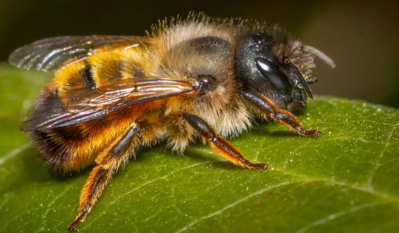 Abeja albañil en una hoja verde