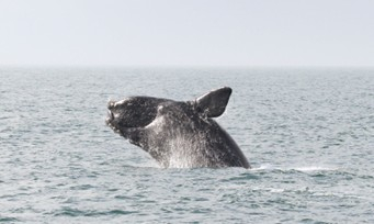 Image of whale breaching 
