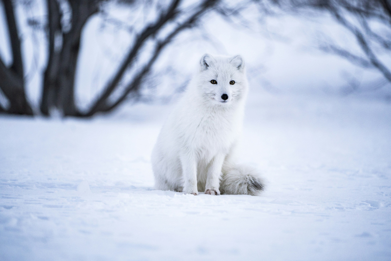 image of an arctic fox in a snowy environment