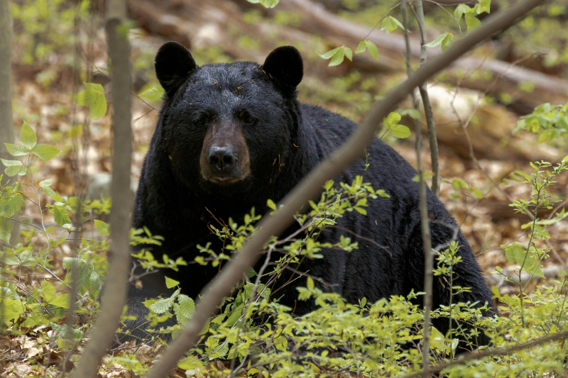 imagen de un oso negro tumbado entre la vegetación