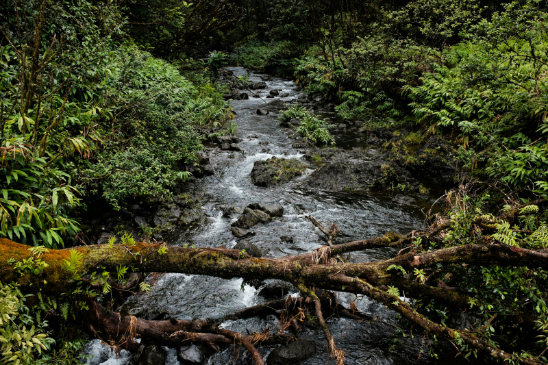 image of a small, flowing creek with vegetation on either side of it