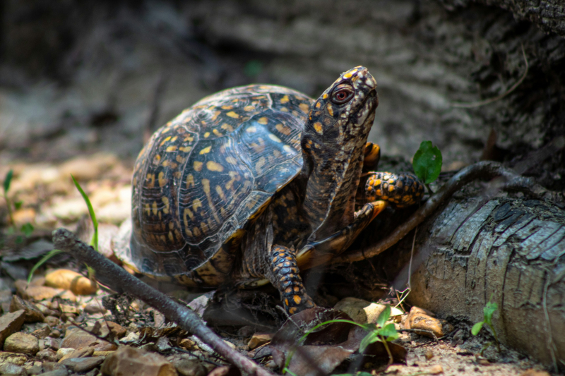 image of an eastern box turtle walking along the forest floor