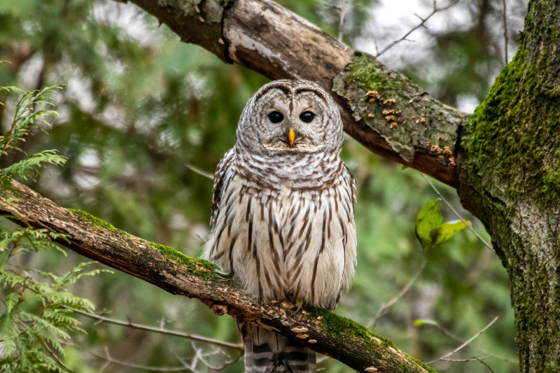 image of an owl perched on a tree branch