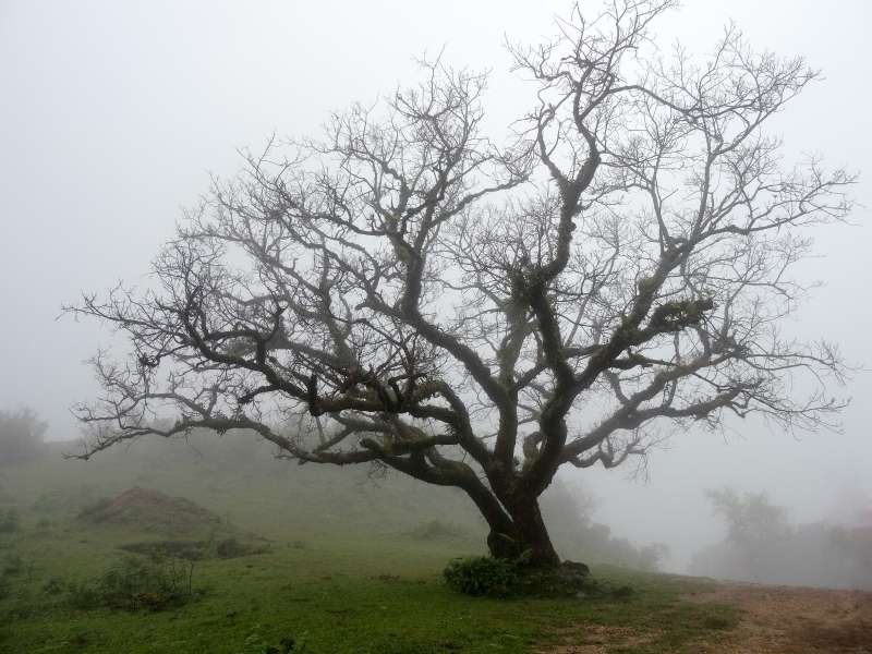 imagen de un árbol desnudo y ramificado 