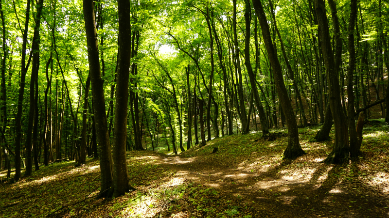 Imagen de un sendero soleado en un bosque primaveral.