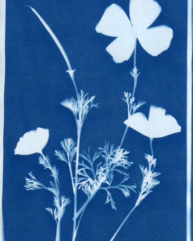 Imprints of floral patterns on blue blackground.