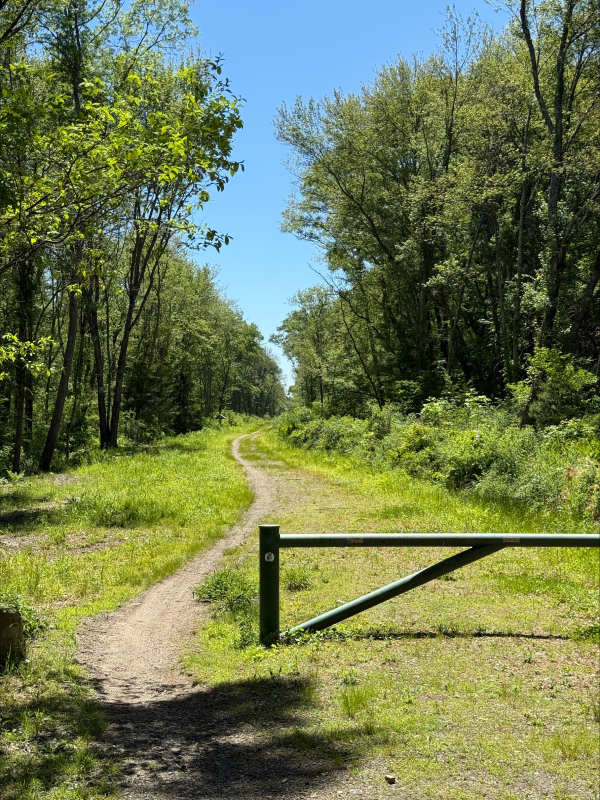Wide path between clumps of trees against blue sky