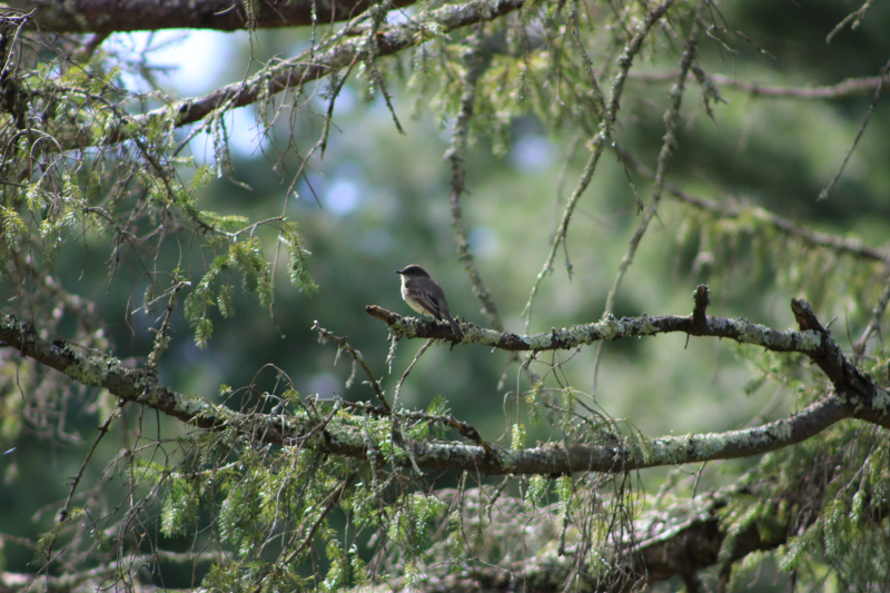 Bird sitting on branch