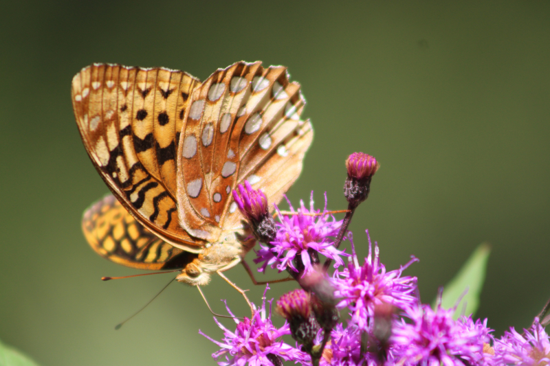 Una mariposa naranja y marrón bebiendo de una flor morada.