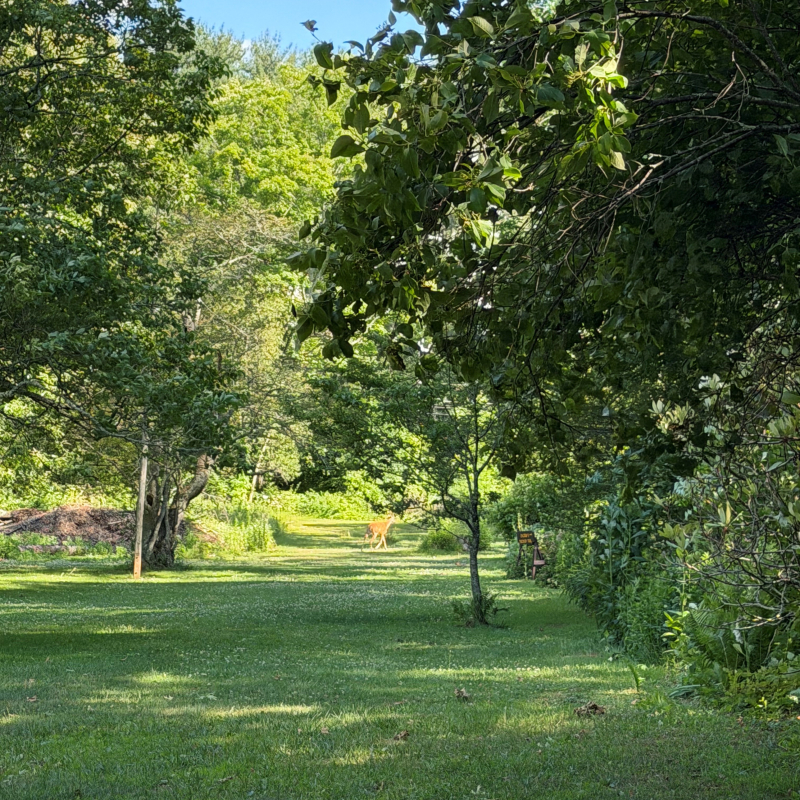 Green forested field with distant deer.