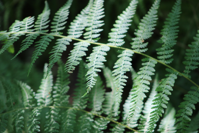 Fern leaf