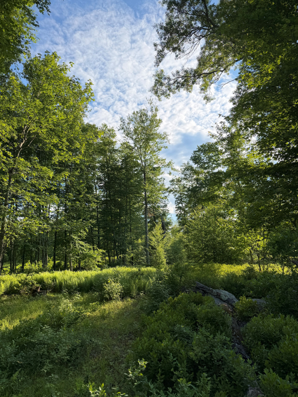 Image of trees