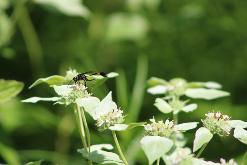 Una avispa de cintura delgada sobre una flor blanca.