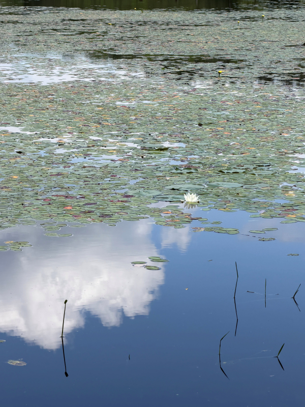 Superficie del estanque con el reflejo de las nubes. Nenúfares con flores flotando en la superficie.