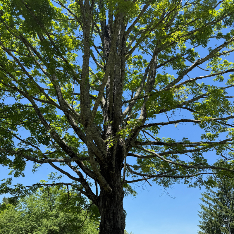 Tree against blue sky