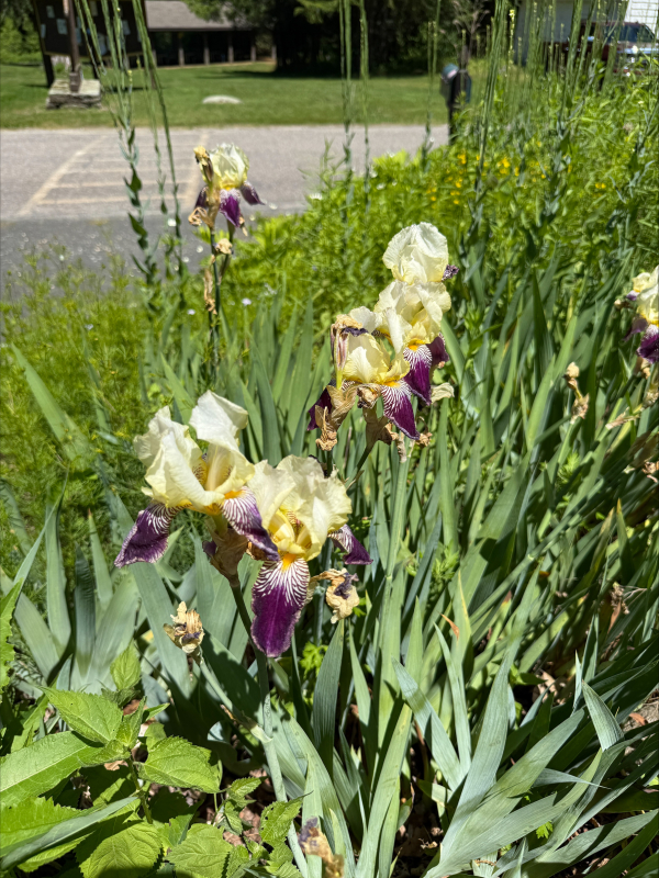 Yellow and purple irises