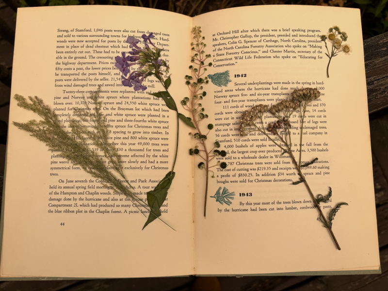 Flores prensadas dentro de un libro antiguo.