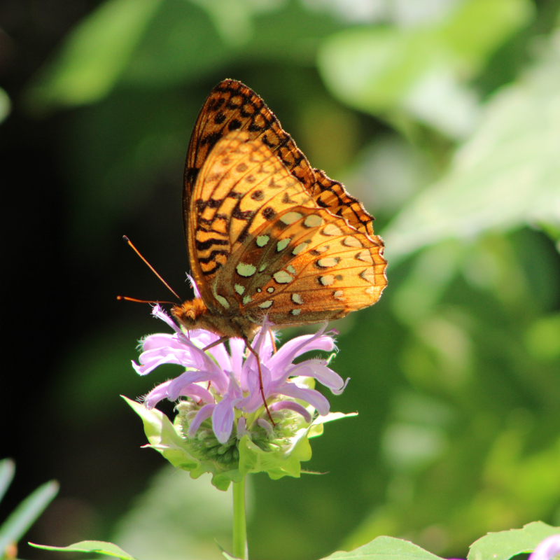 Orange and brown butterfly standing on a purple flower