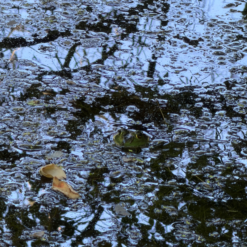 Frog poking its head out of a pond.