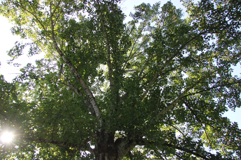 Upper canopy of a tree.