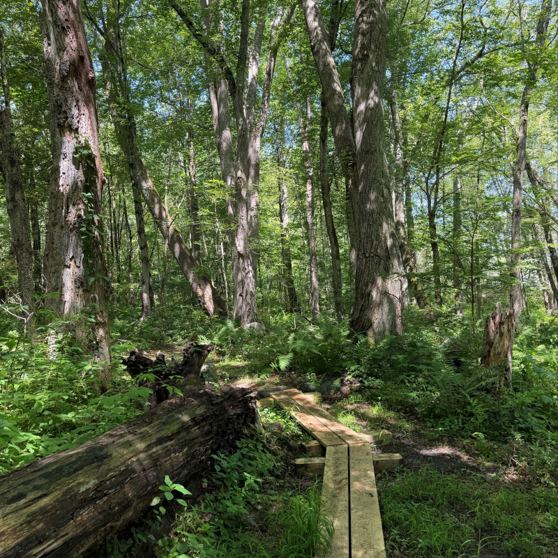 Wooden plank path through green forest.
