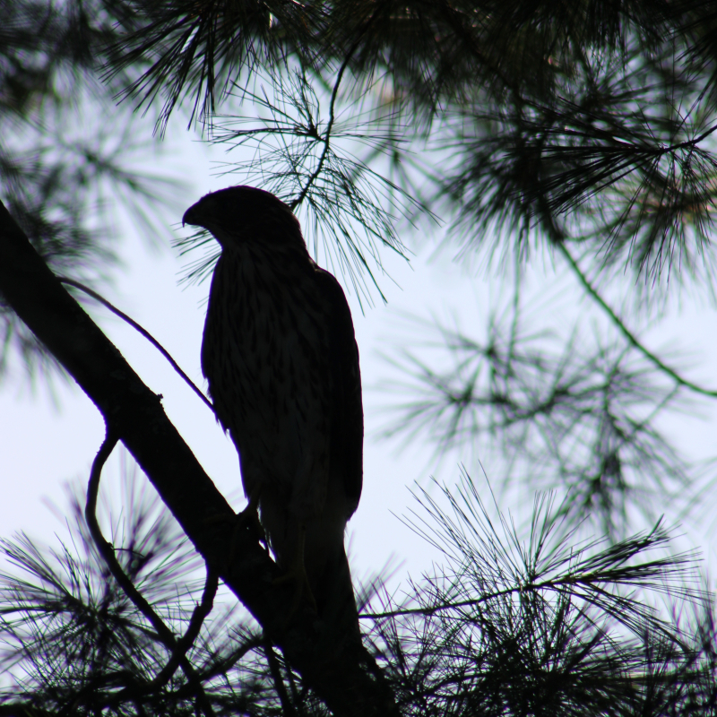 Silhouette of a large bird perched on a pine branch.